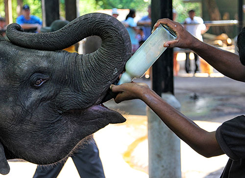 Sri-Lanka-Tourism-Places