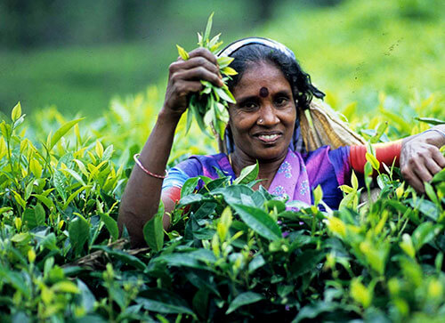 Sri-Lanka-Tourism-Places