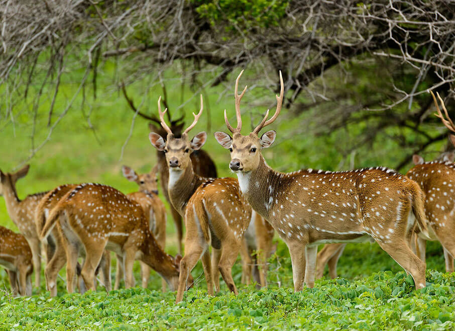 Sri-Lanka-Tourism-Agency