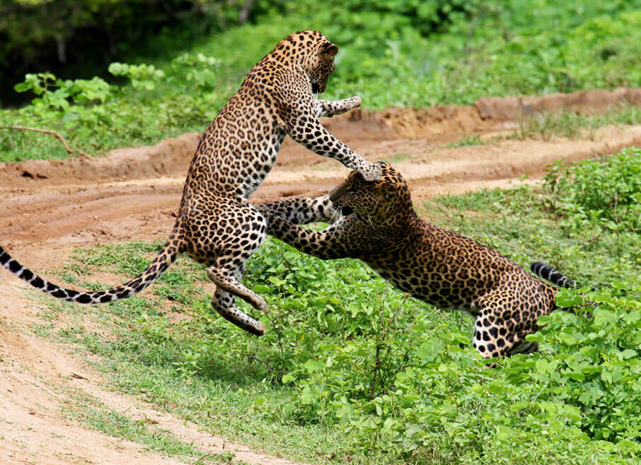 Sri-Lanka-Tourism-Places